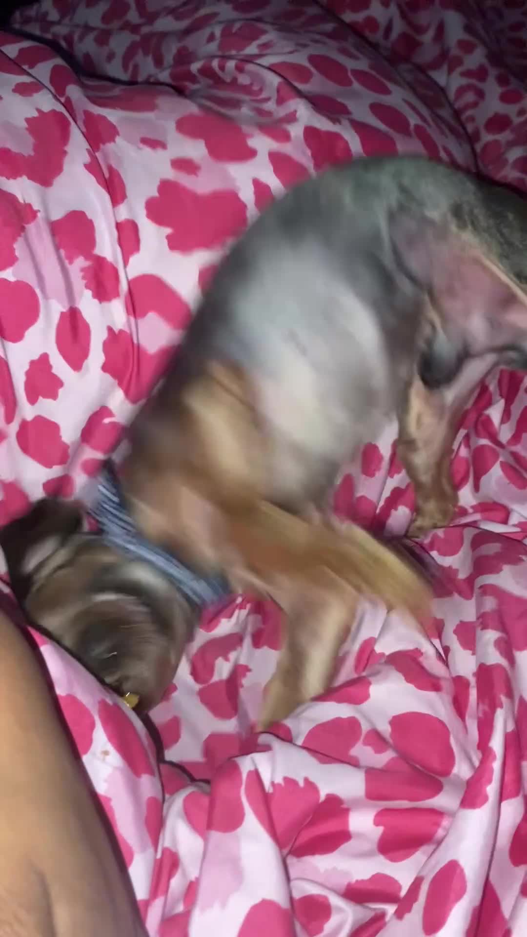 Yorkshire Terrier dogs for sale: Yorkshire Terrier Puppy 1 - Video 1