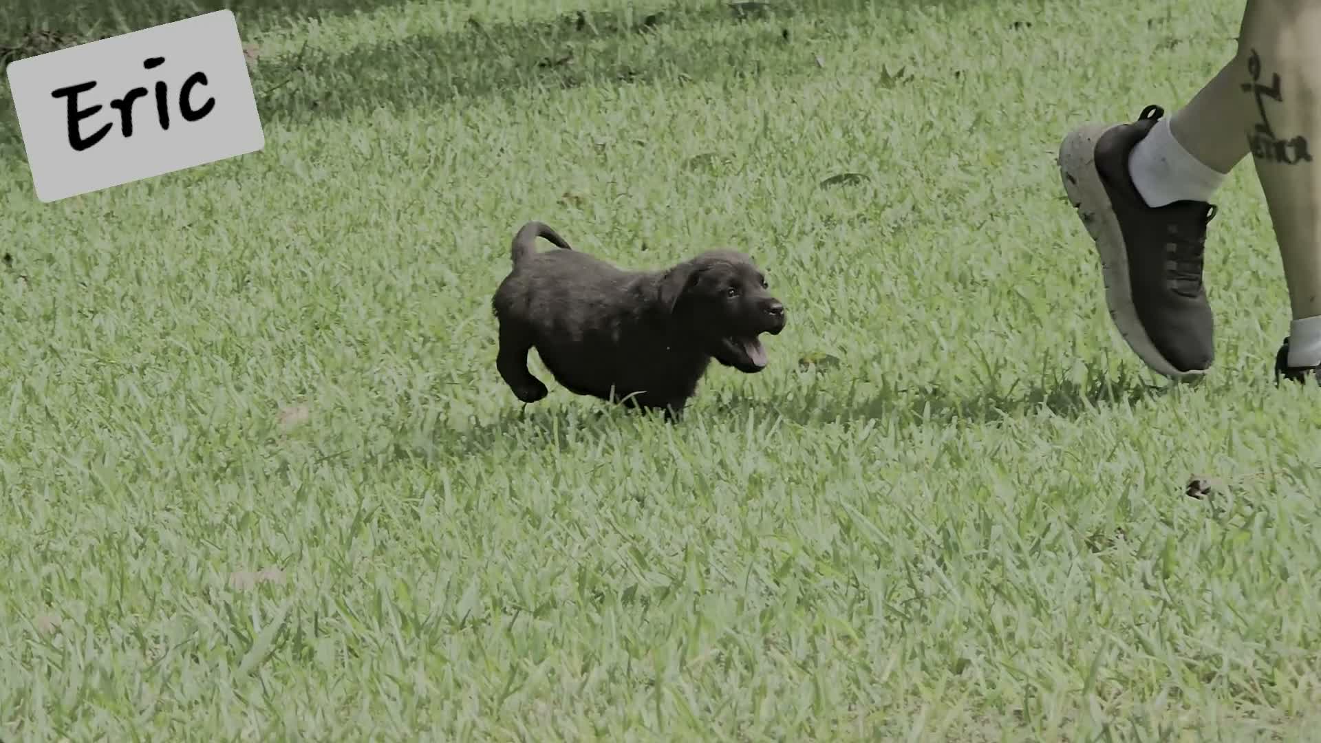 Labrador Retriever dogs for sale: Eric - Video 1