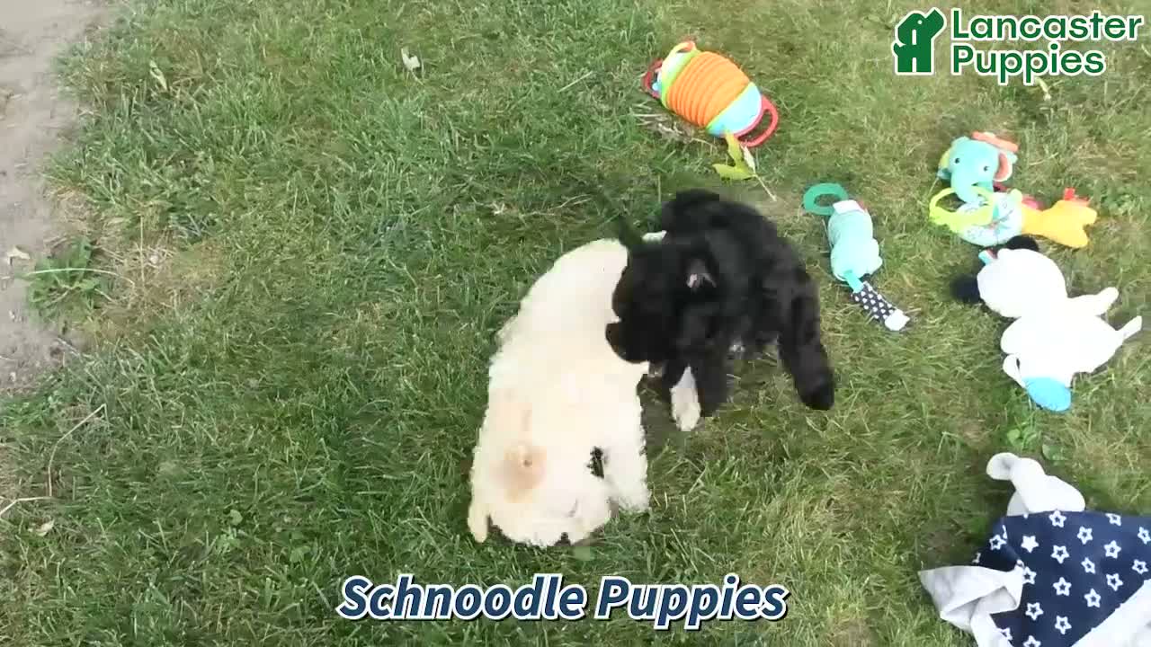 Schnoodle dogs for sale: Leif - Video 1
