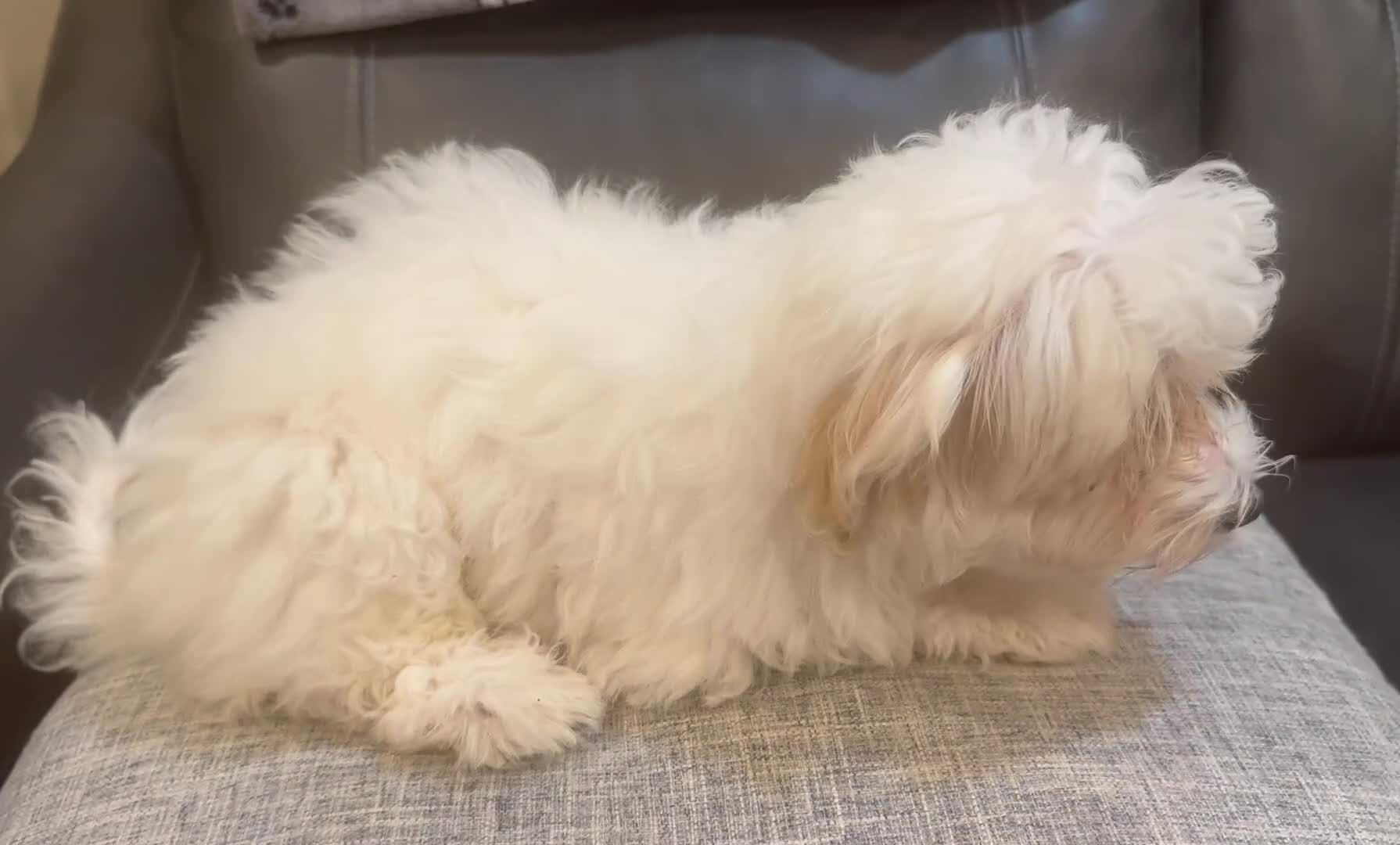 Maltipoo dogs for sale: May - Video 1