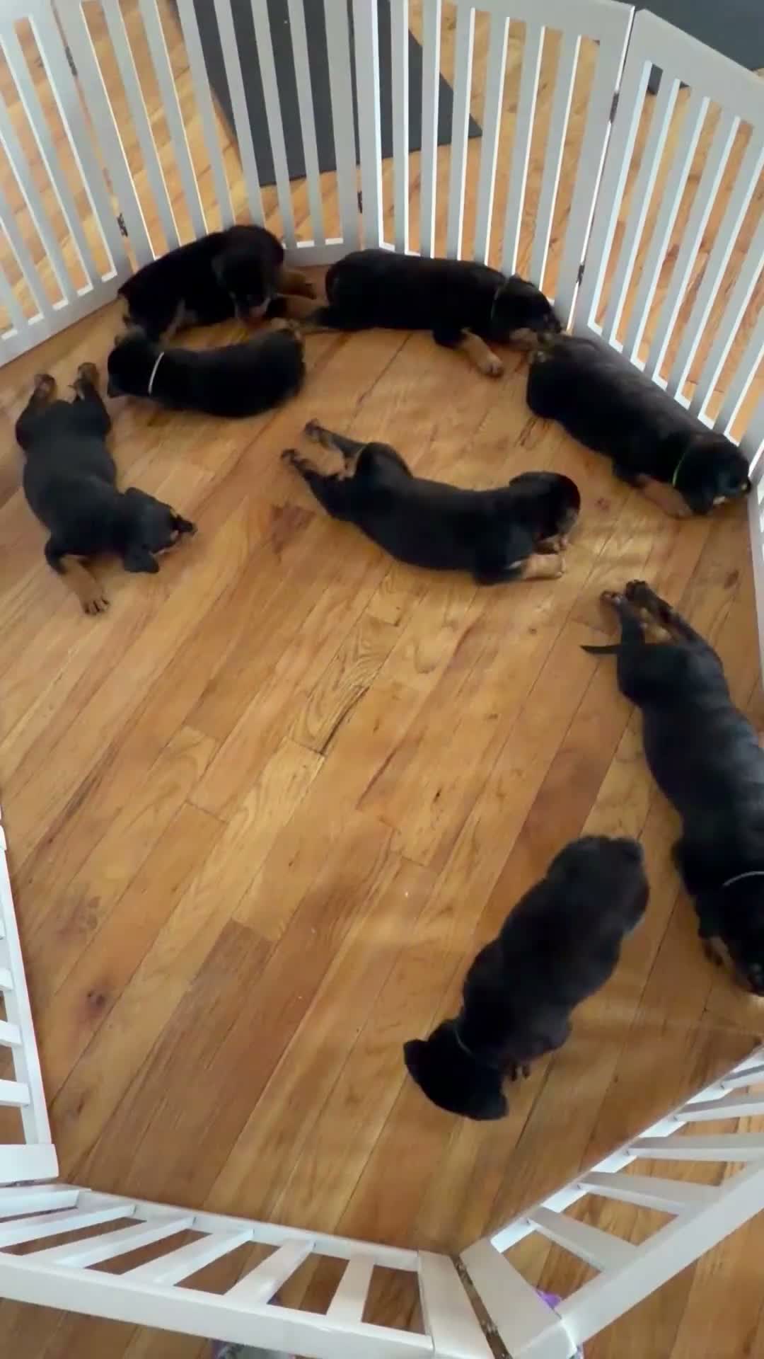 Rottweiler dogs for sale: Rottweiler Male   - Video 2