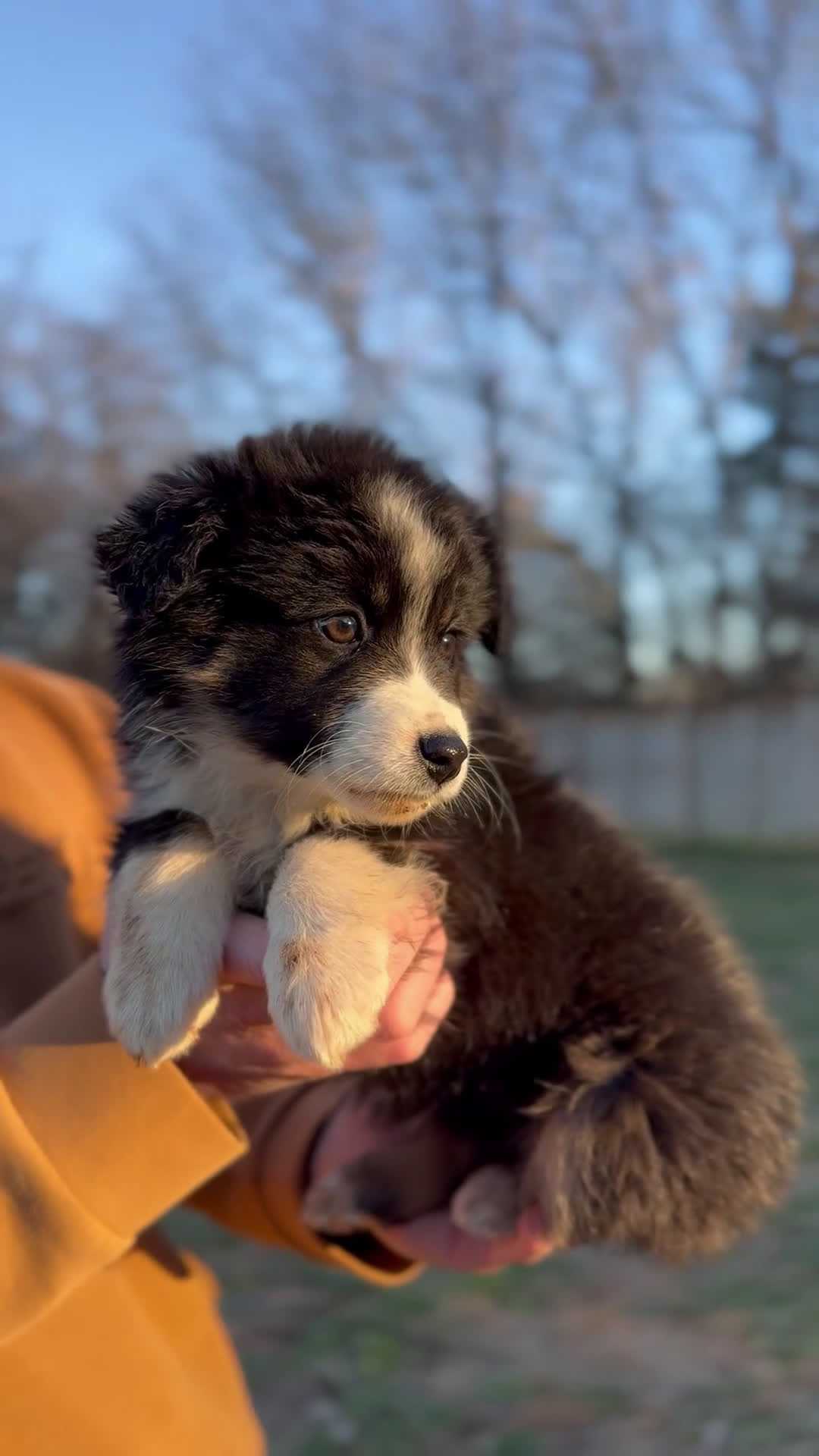 Miniature Australian Shepherd dogs for sale: Luna - Video 1