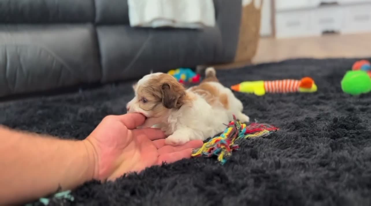 Havapoo dogs for sale: Millie - Video 4