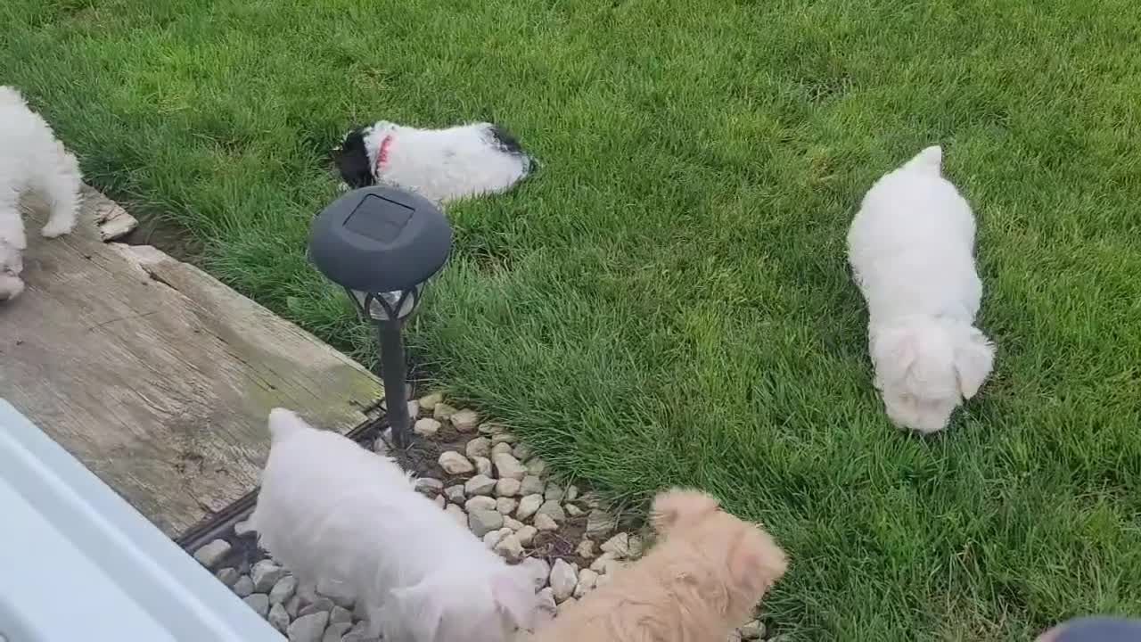 Miniature Schnauzer dogs for sale: AKCBruno - Video 3