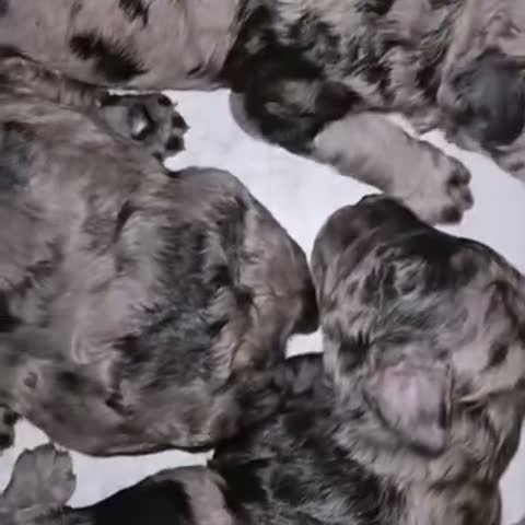 Miniature Poodle dogs for sale: Miniature Poodle 6 - Video 2
