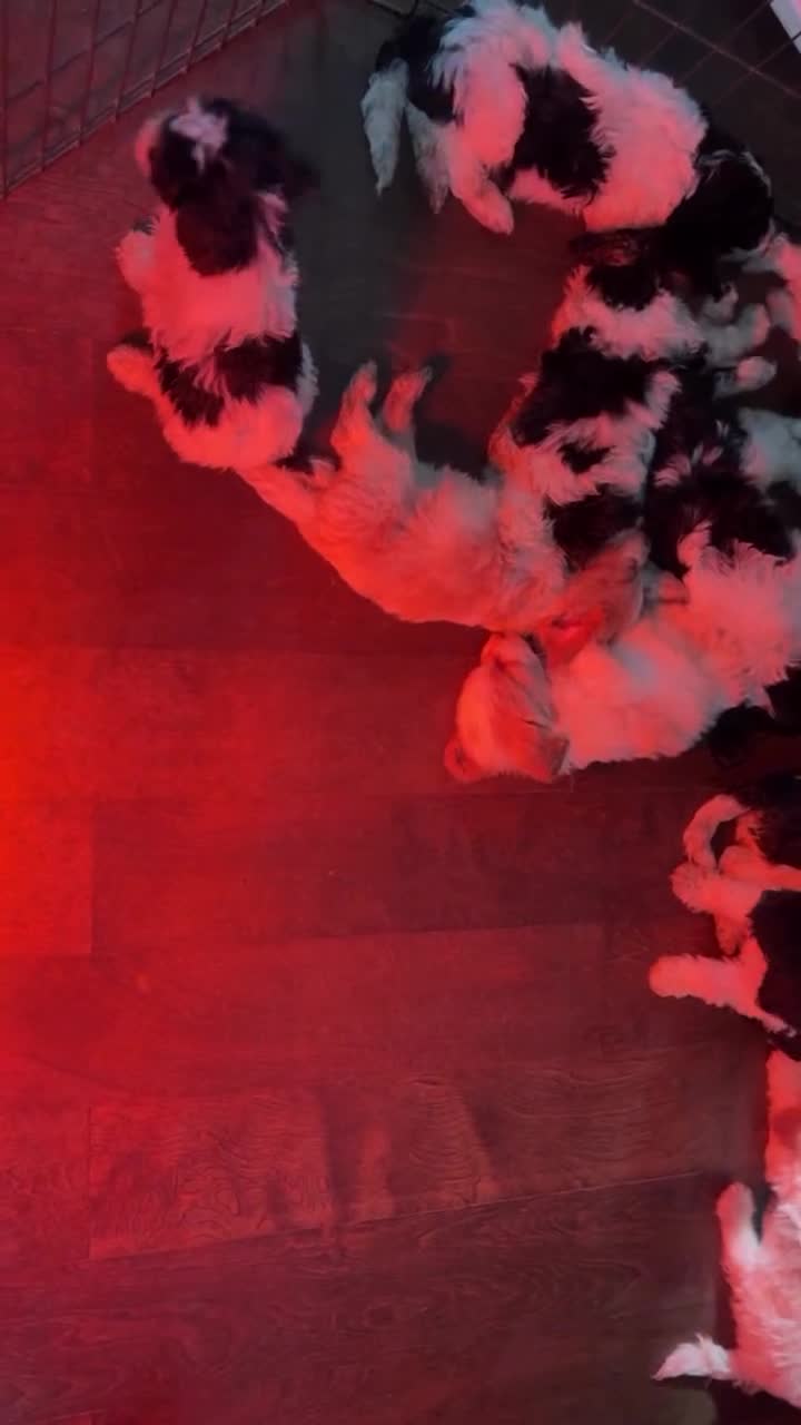 Labradoodle dogs for sale: Sasha - Video 1