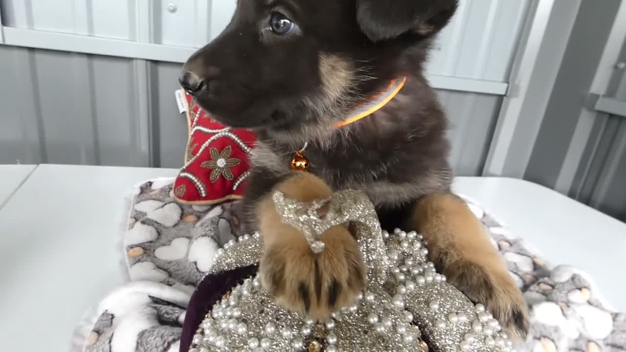 German Shepherd dogs for sale: German Shepherd 3 Wyona - Video 1