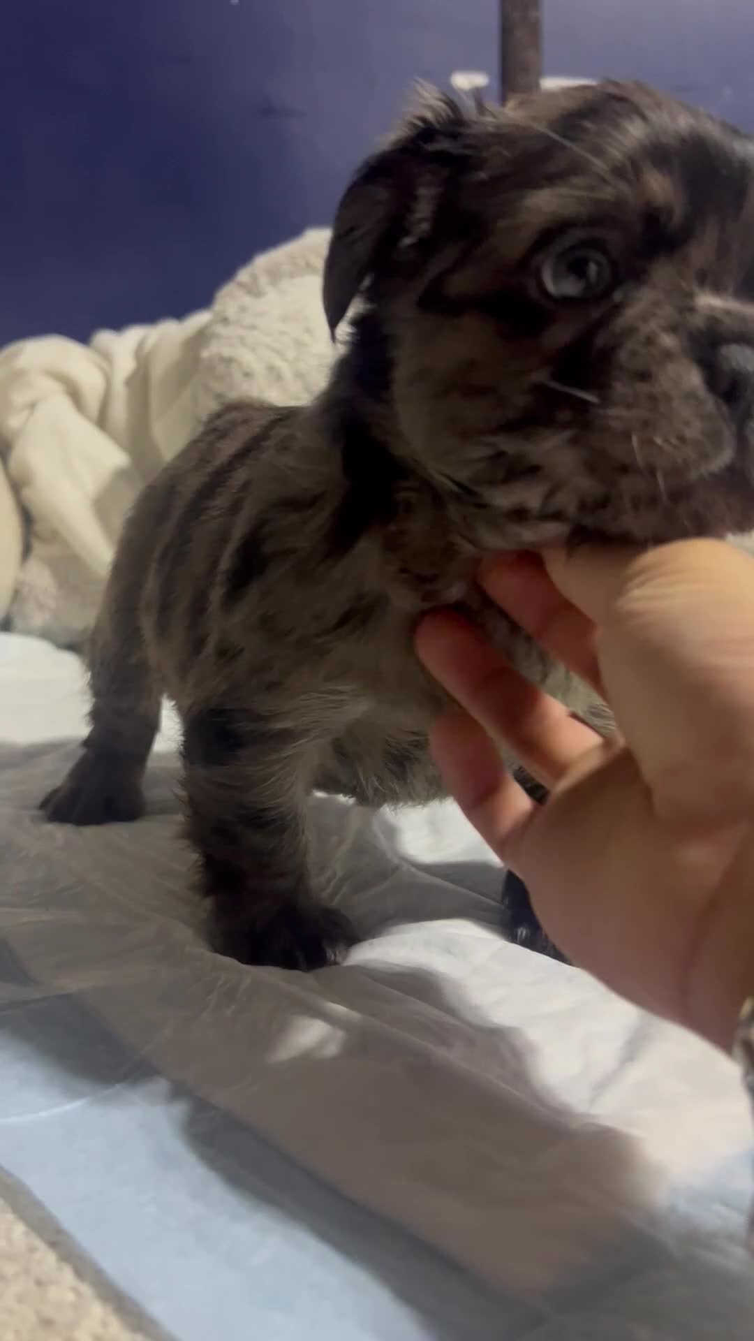 French Bulldog dogs for sale: French Bulldog 1 male  - Video 1