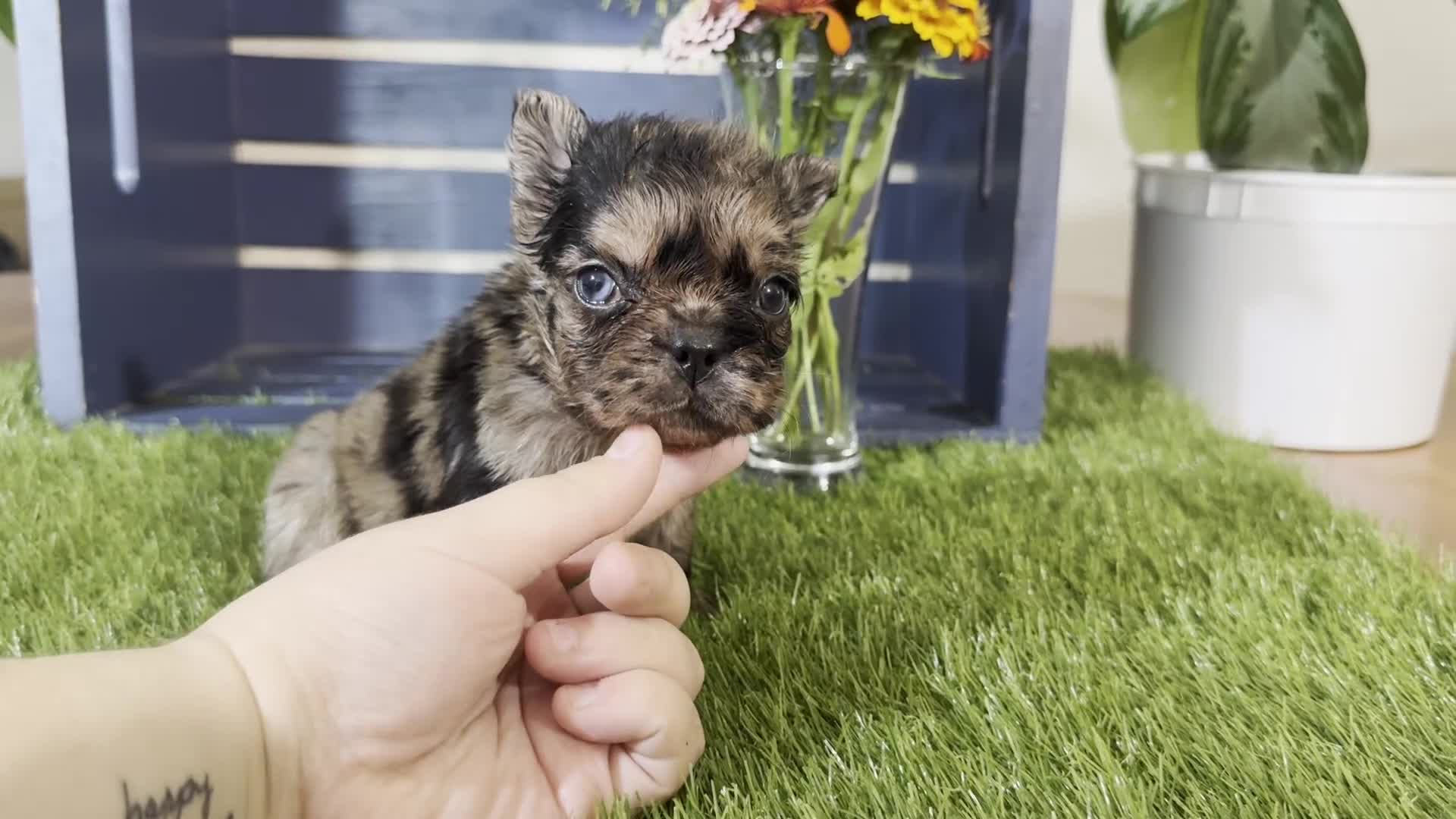 French Bulldog dogs for sale: Harper - Video 1