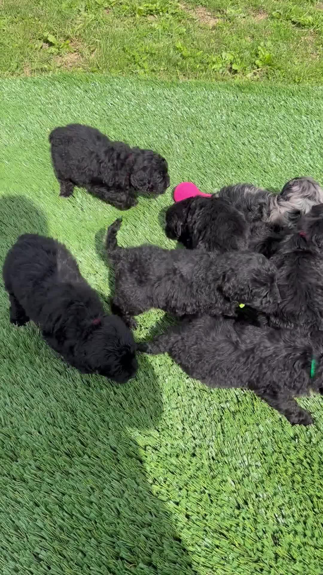 Mini Goldendoodle dogs for sale: Andre - Video 1
