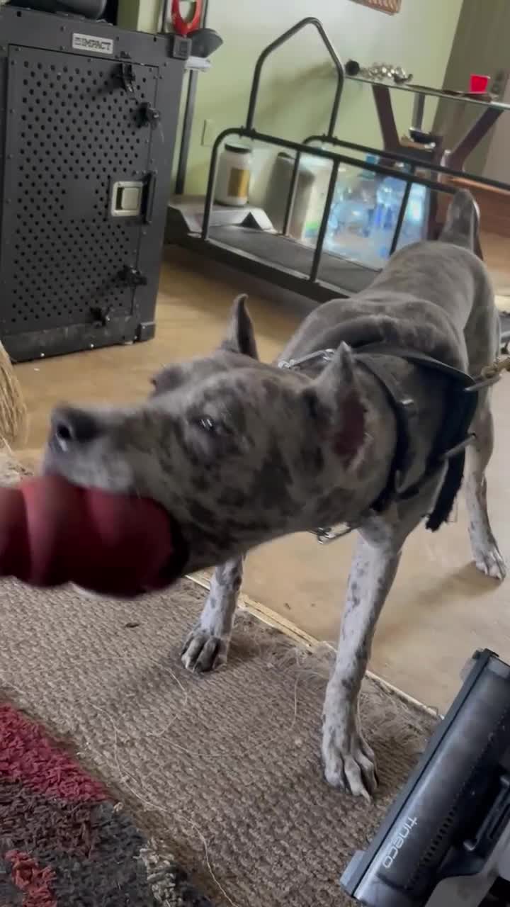 Daniff dogs for sale: Daniff Puppy 1 - Video 3