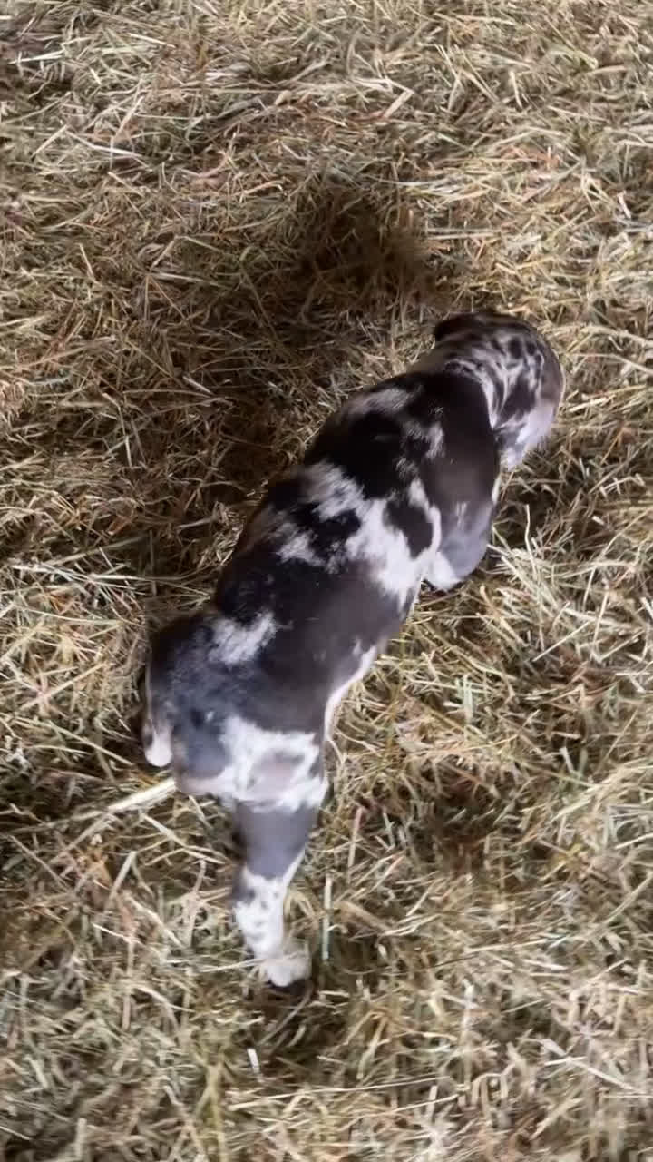 English Mastiff dogs for sale: English Mastiff Puppy 2 - Video 1