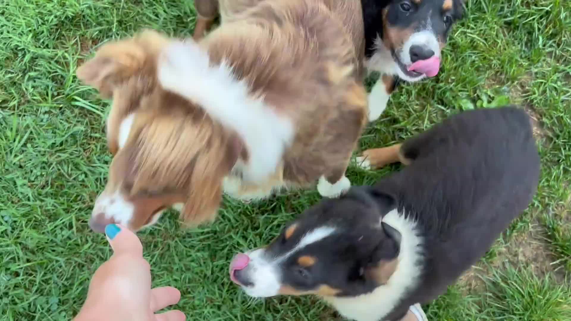 Miniature Australian Shepherd dogs for sale: #7 Bear - Video 2