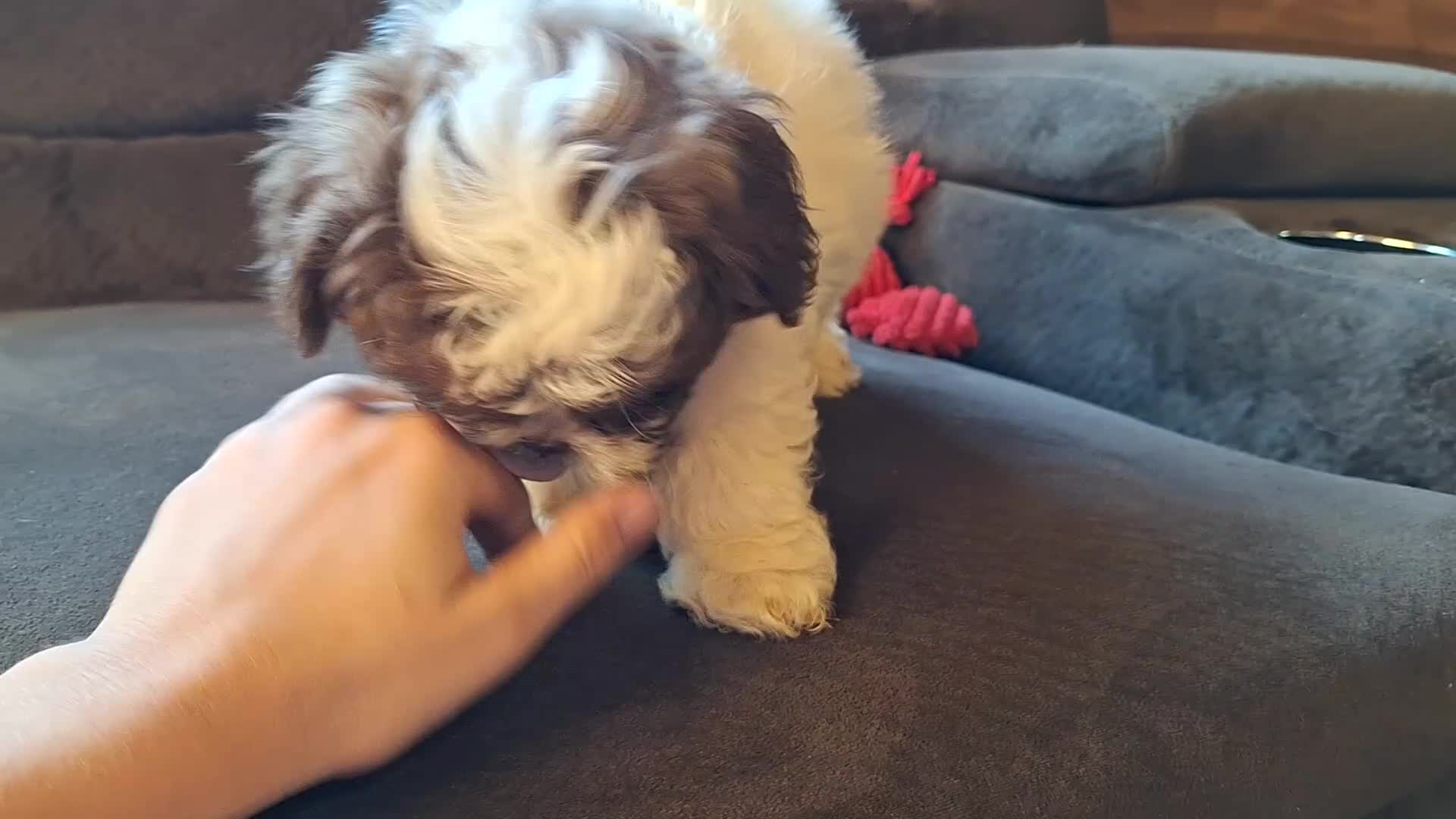 Teddy Bear dogs for sale: Rusty - Video 2