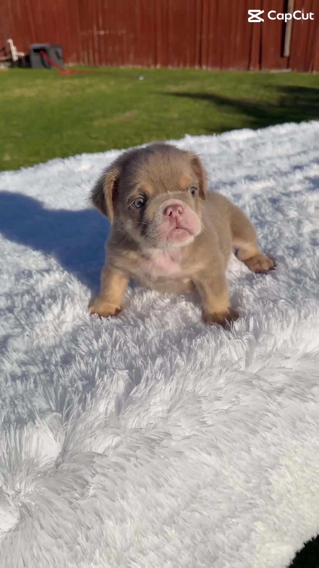 English Bulldog dogs for sale: English Bulldog Puppy 1 - Video 1