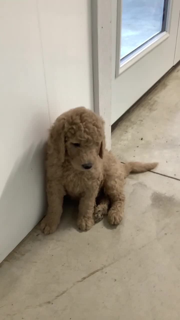 Goldendoodle dogs for sale: Goldendoodle Puppy 2 - Video 1