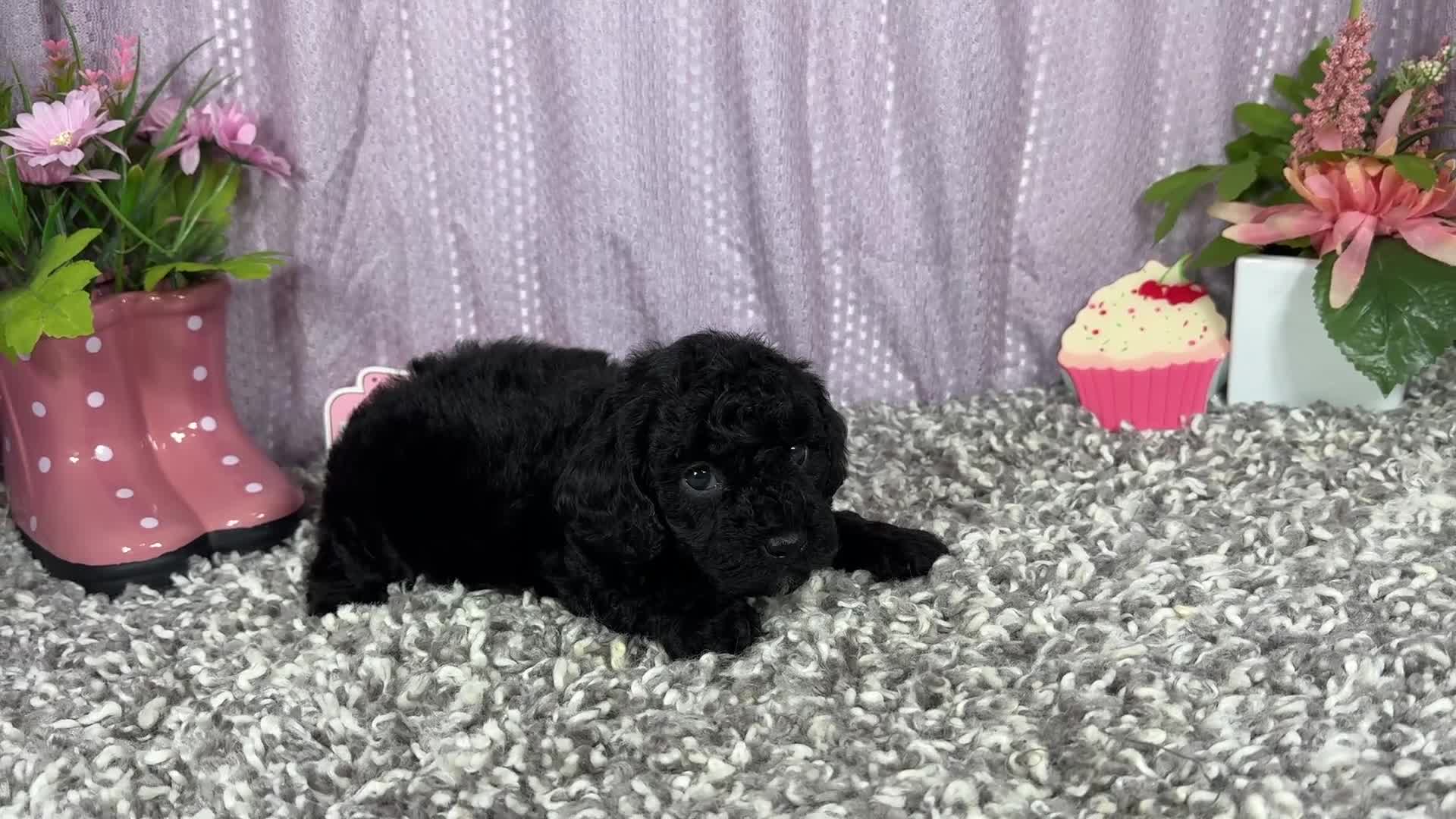 Miniature Poodle dogs for sale: Miniature Poodle 2 - Video 1