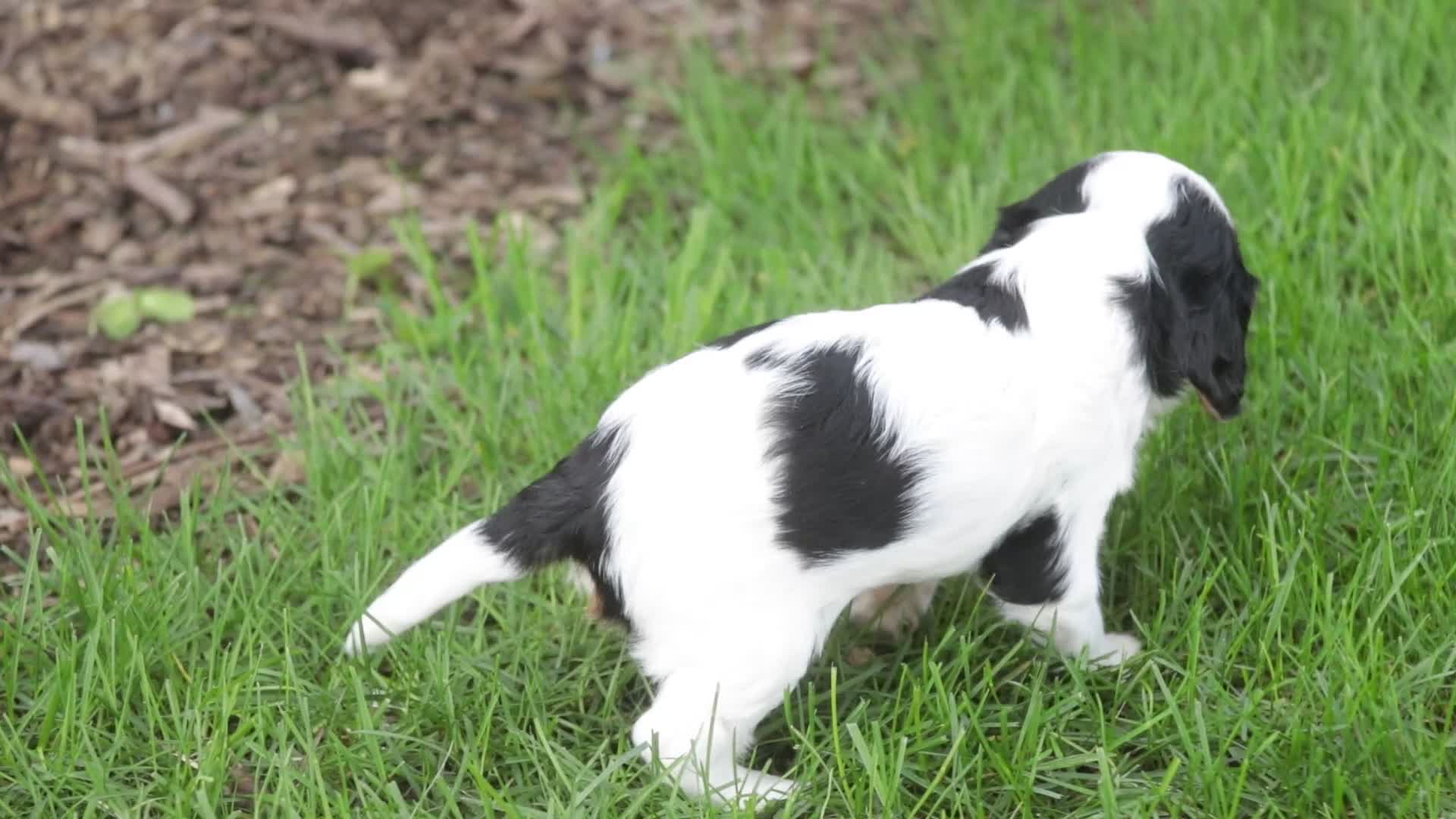 Cavalier King Charles Spaniel dogs for sale: Dottie - Video 1