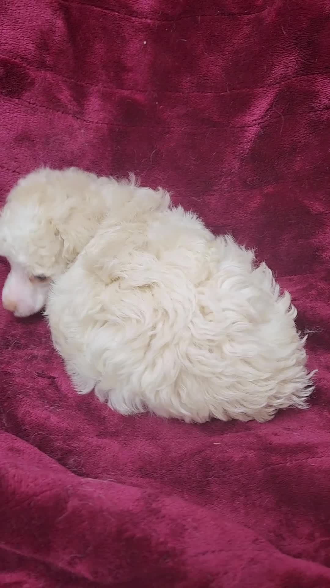 Miniature Poodle dogs for sale: AkC Cream Boy - Video 2