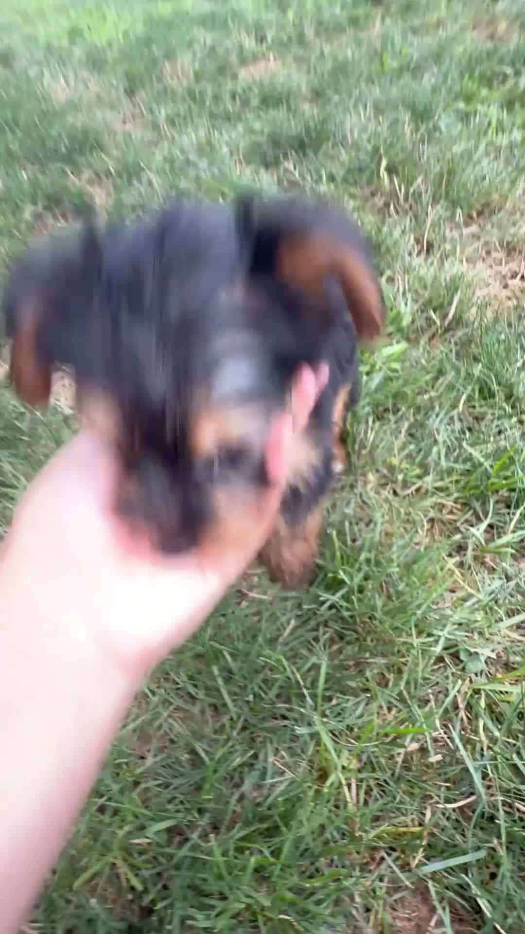 Yorkshire Terrier dogs for sale: Kelsey - Video 1