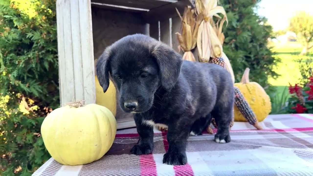 Mixed Breed dogs for sale: Romona Golden Corgi - Video 1