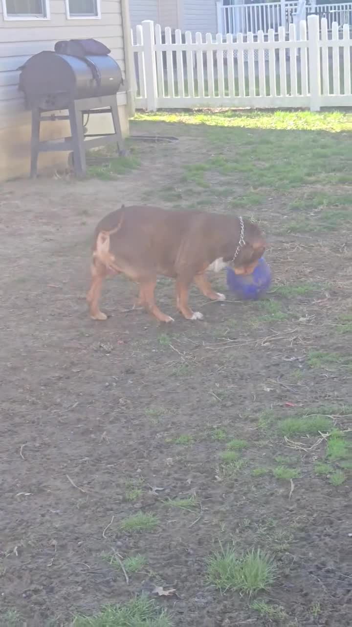 American Bully dogs for stud: The hulk - Video 1