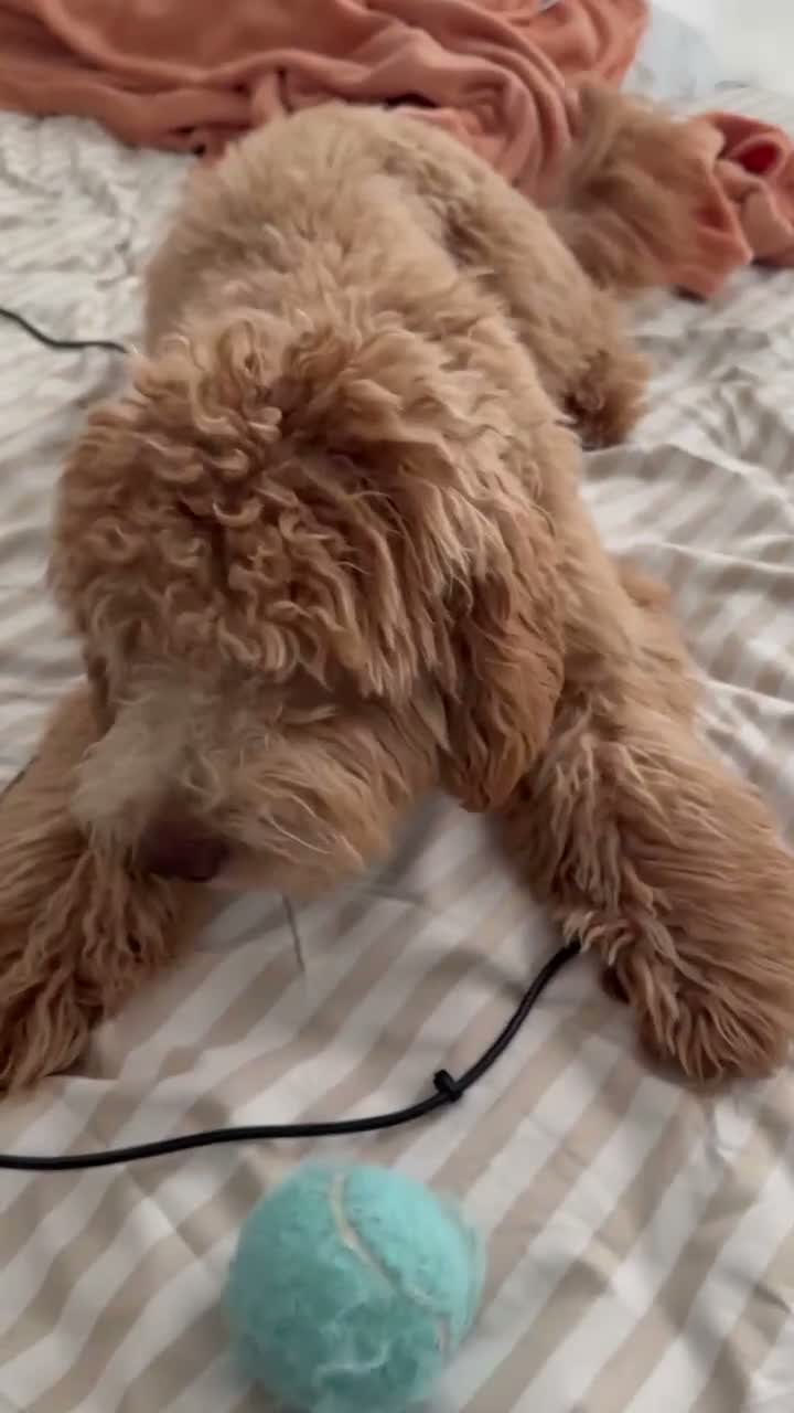 Mini Goldendoodle dogs for sale: Mini Goldendoodle 1 - Video 1