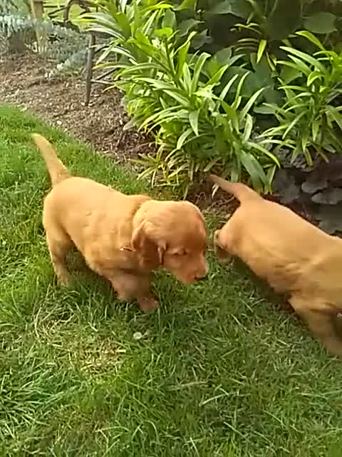 Mixed Breed dogs for sale: Victor - Video 2