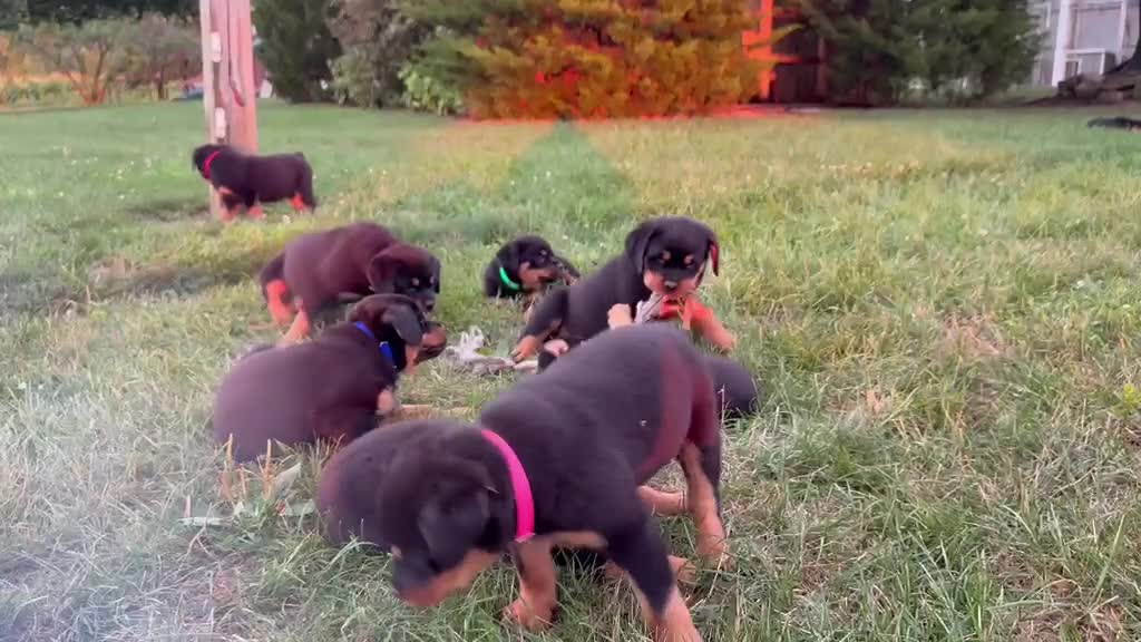 Rottweiler dogs for sale: Josie - Video 1
