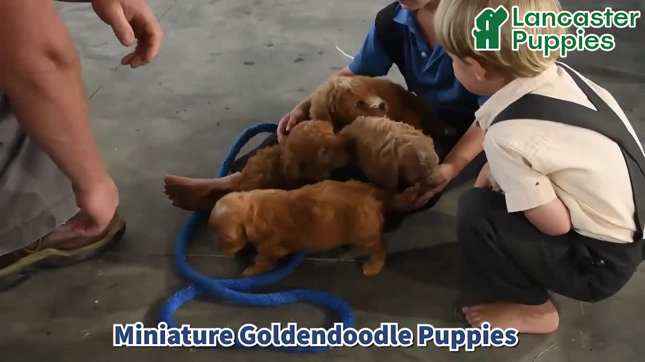 Mini Goldendoodle dogs for sale: Katie - Video 1
