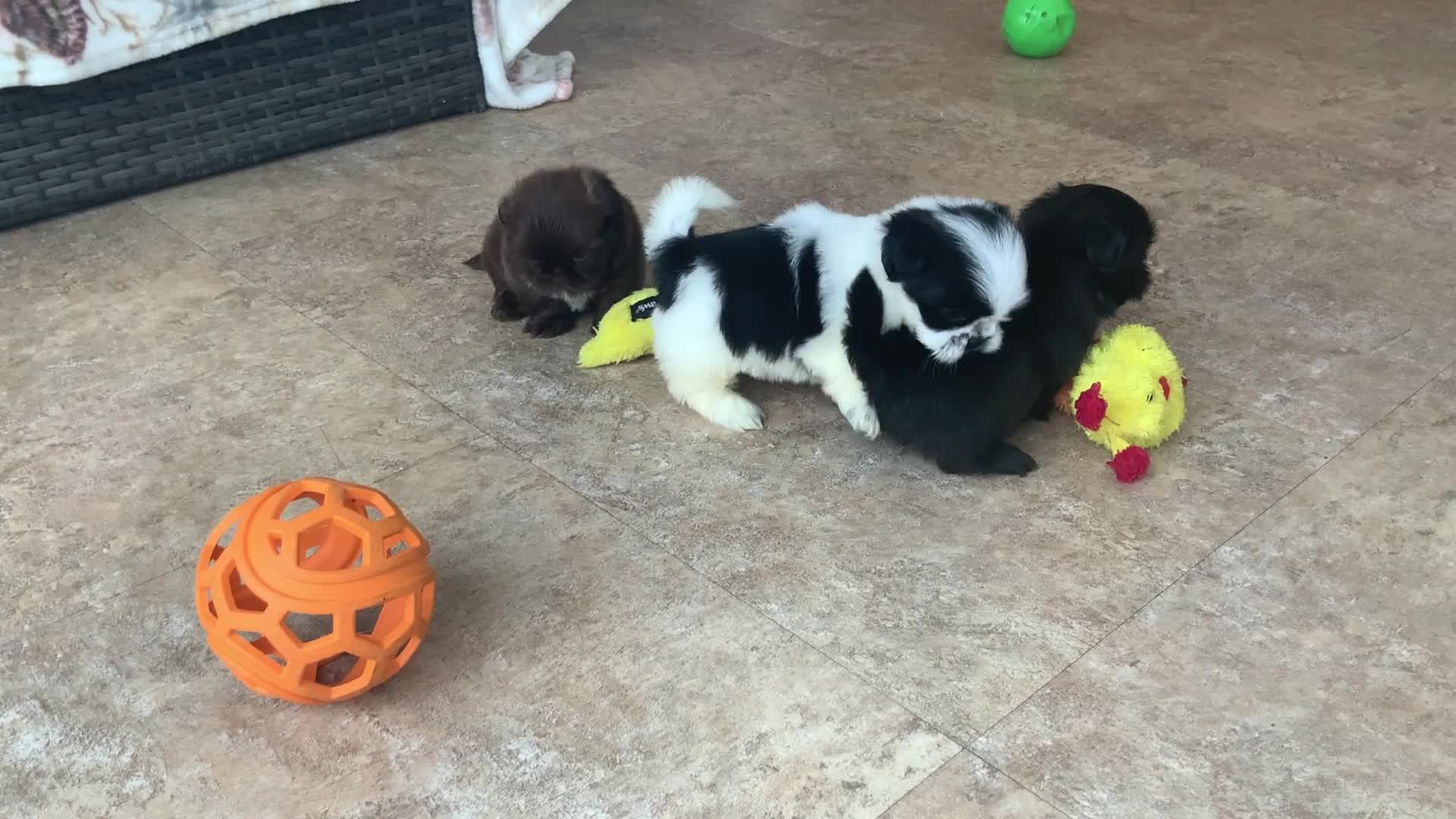 Shih Tzu dogs for sale:  Mike - Video 2