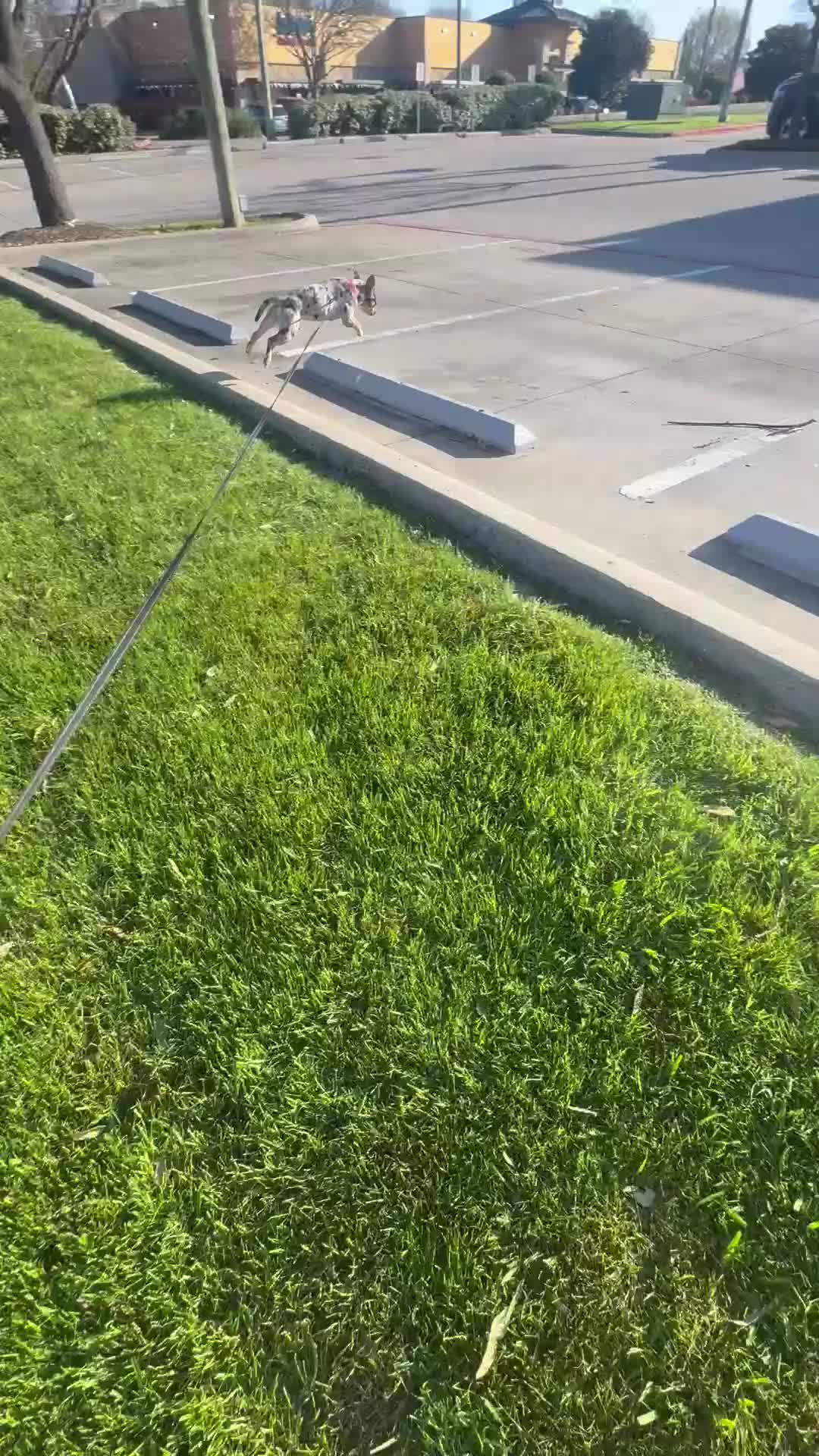 Mixed Breed dogs for sale: Mixed Breed Puppy 1 - Video 1