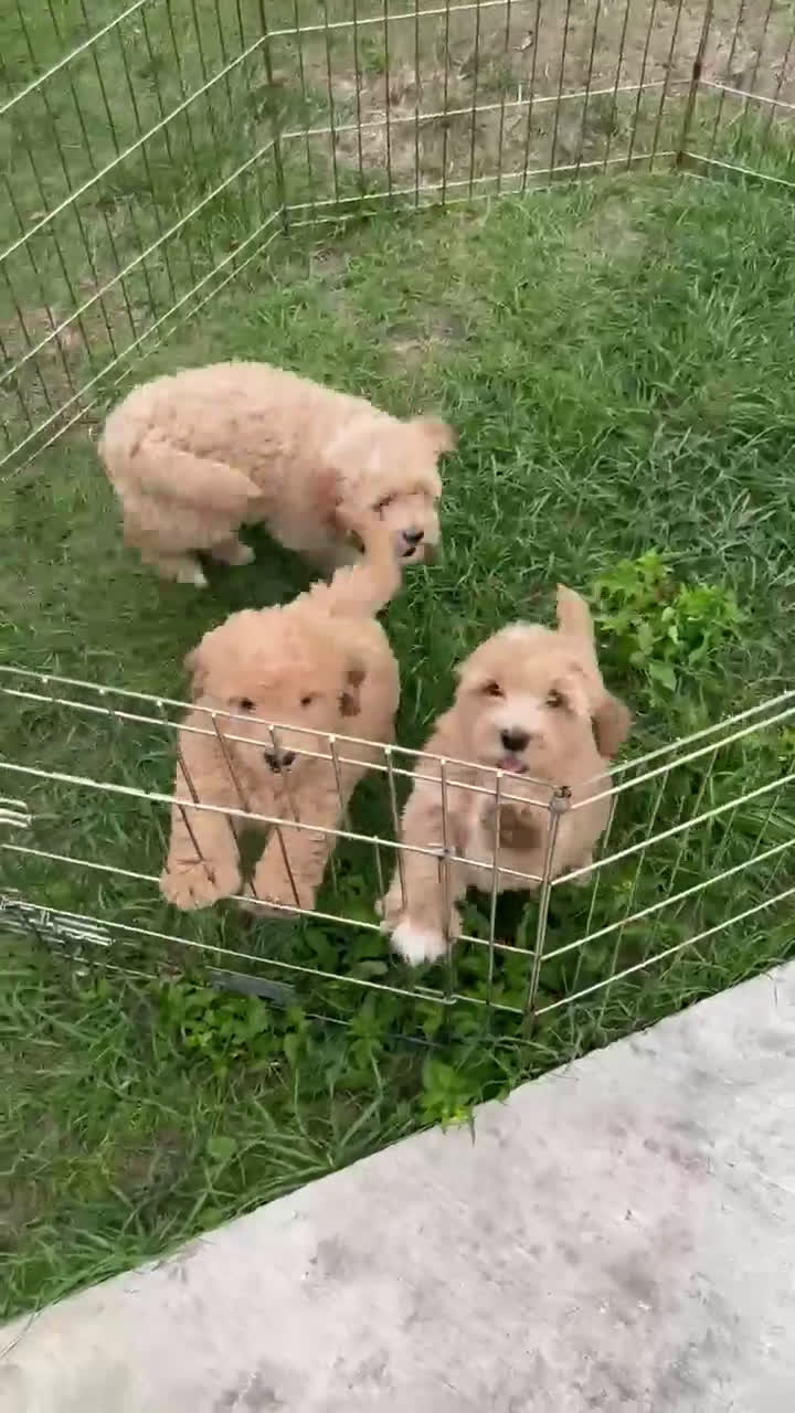 Mixed Breed dogs for sale: Mixed Breed Puppy 3 - Video 1