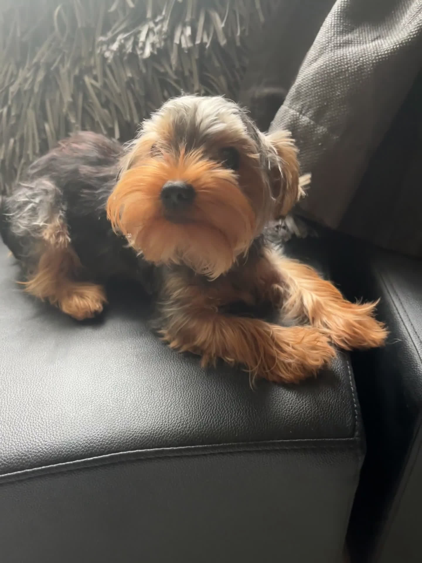 Yorkshire Terrier dogs for sale: Yorkshire Terrier Puppy 1 - Video 1