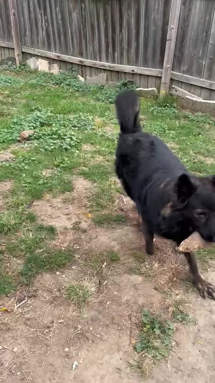 German Shepherd dogs for sale: Dark Sable - Video 1