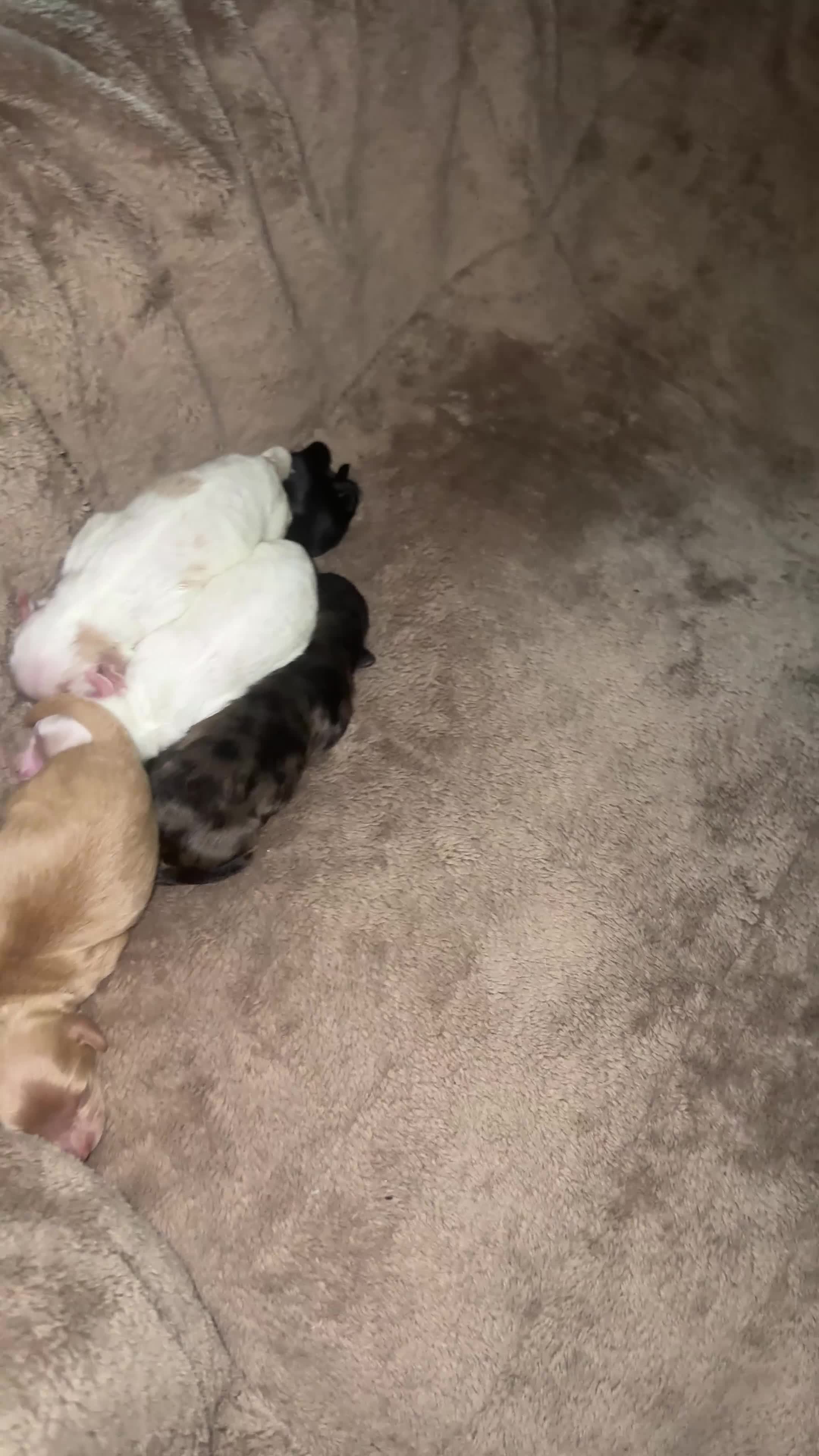 Havapoo dogs for sale: Havapoo Puppy 4 - Video 1