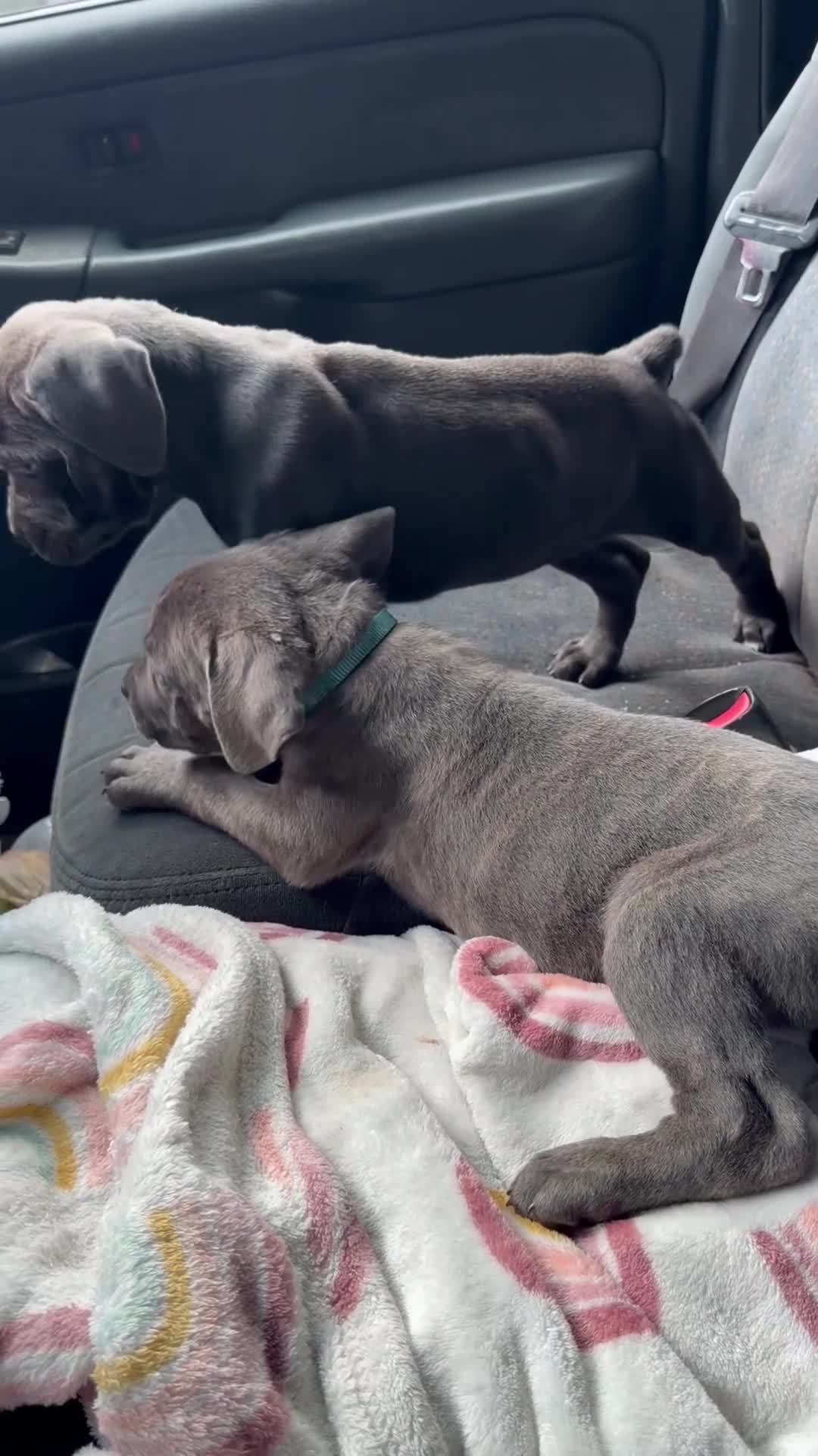 Cane Corso dogs for sale: Nyx - Video 1