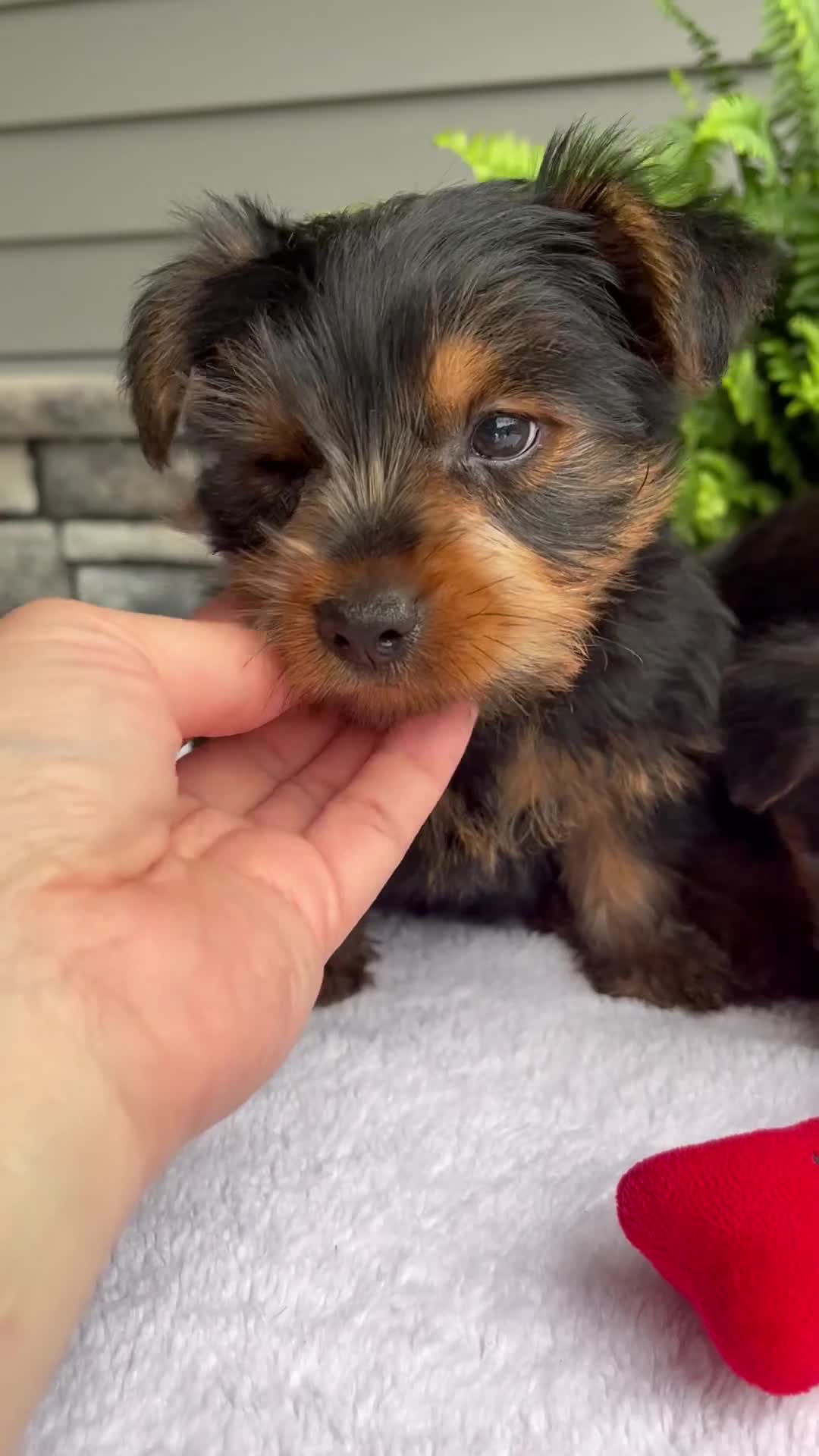 Yorkshire Terrier dogs for sale: Benny - Video 2