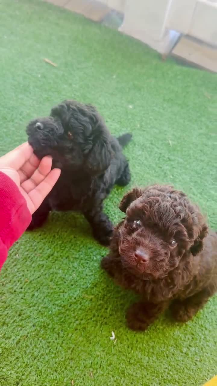 Toy Poodle dogs for sale: Toy Poodle 2 - Video 2