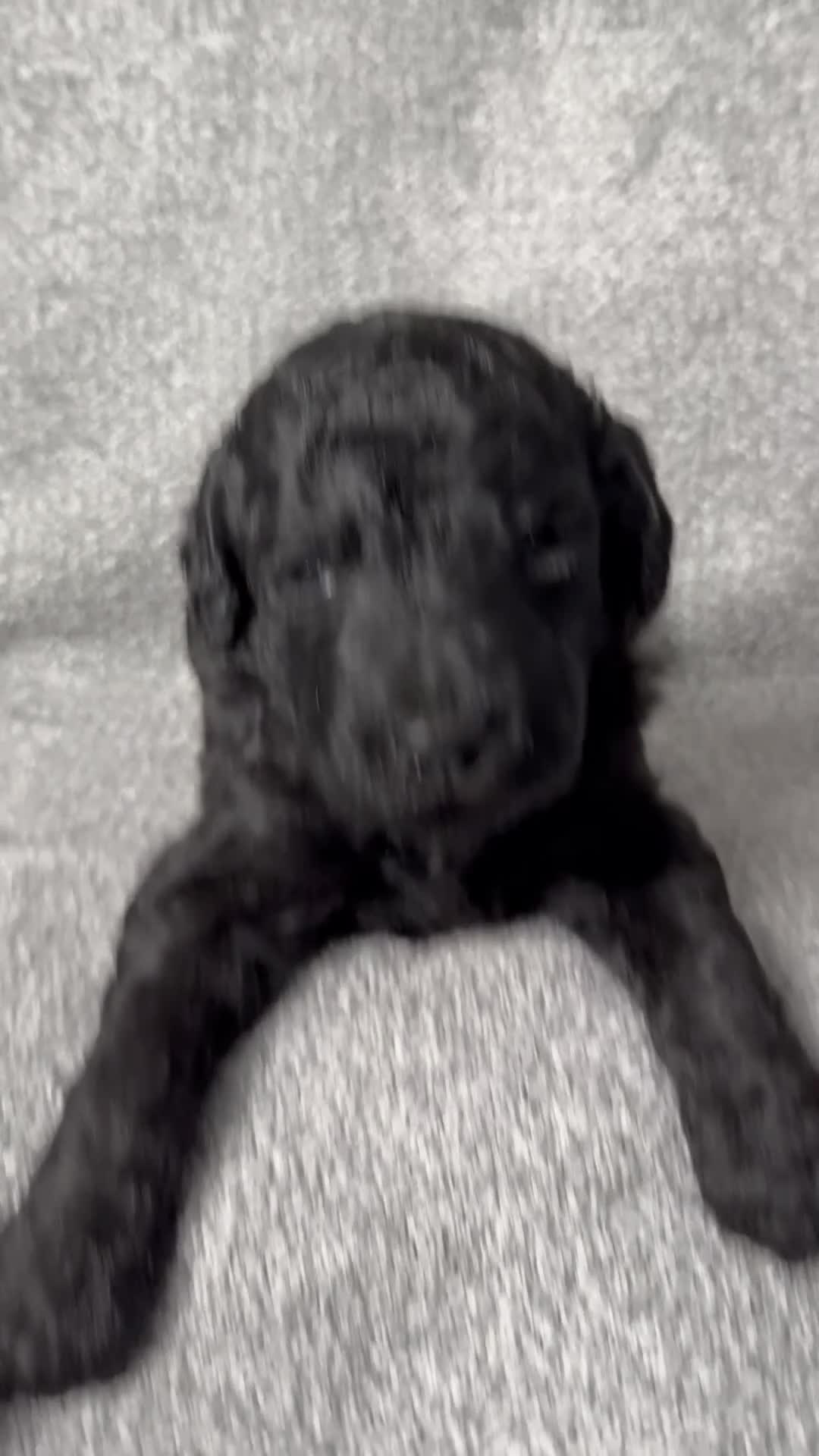 Standard Poodle dogs for sale: Fawn - AKC - Video 5