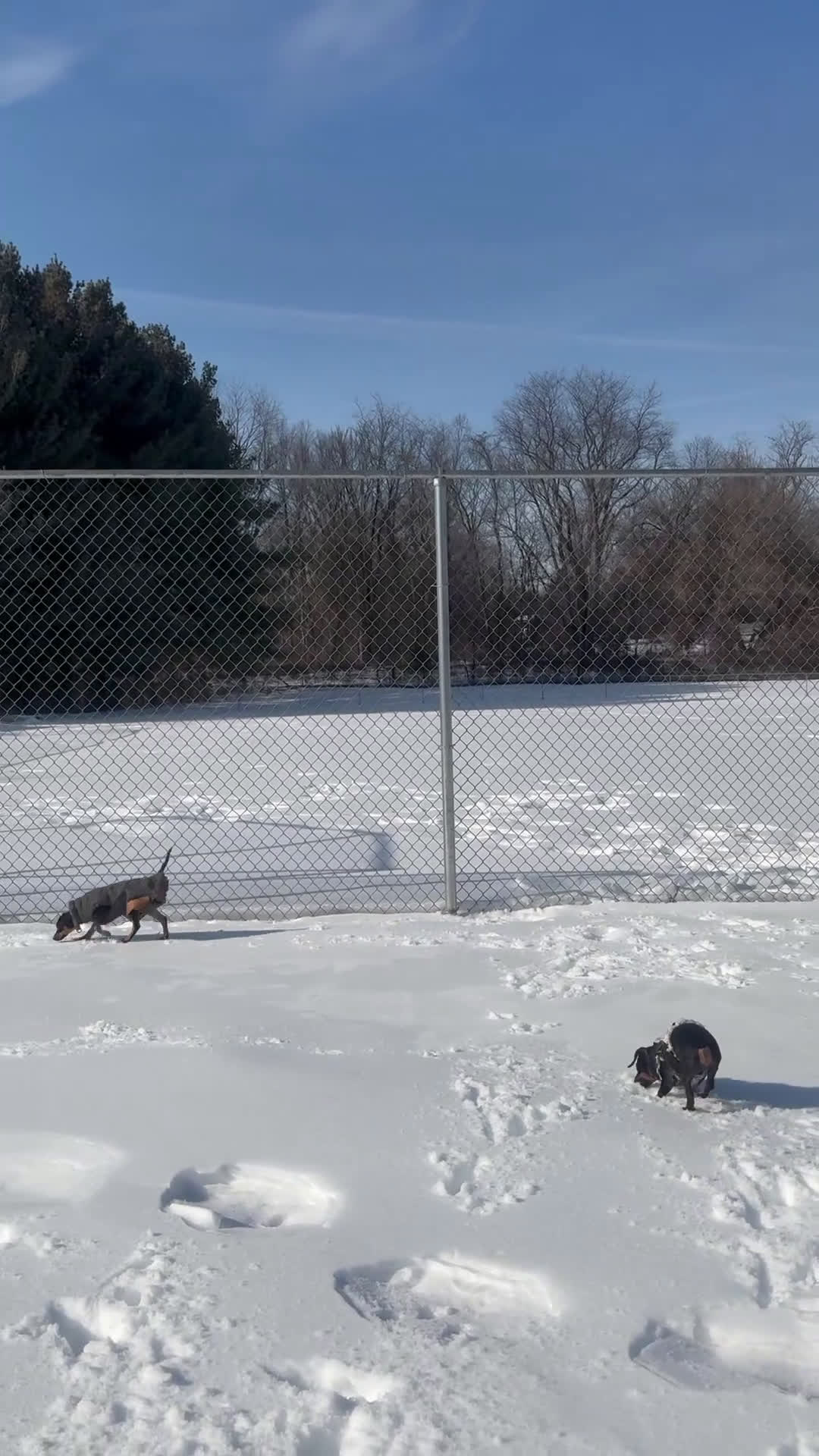 Mixed Breed dogs for sale: Pocket Pet 1 - Video 2