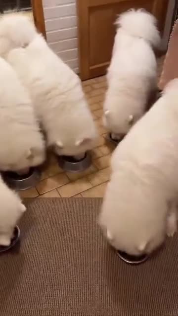 Samoyed dogs for sale: Mona - Video 4