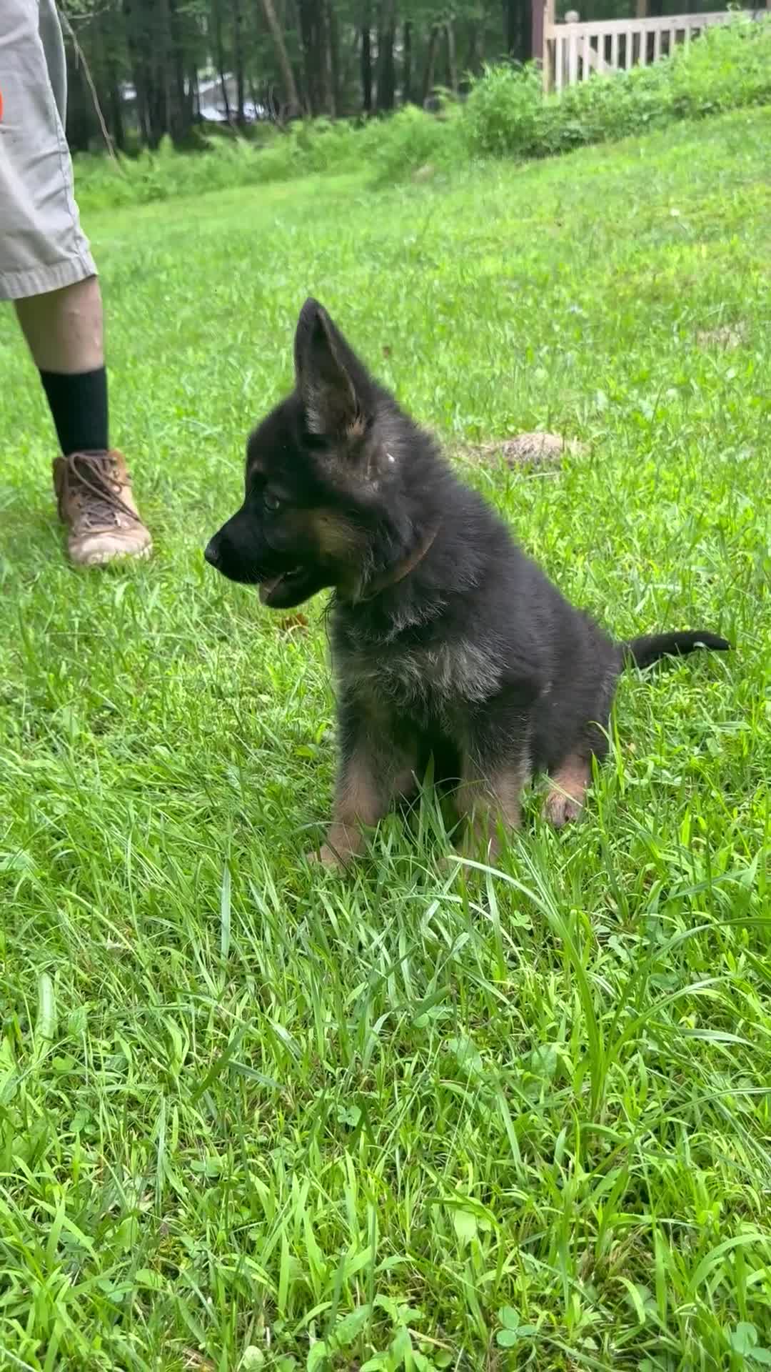 German Shepherd dogs for sale: UÑA - Video 4
