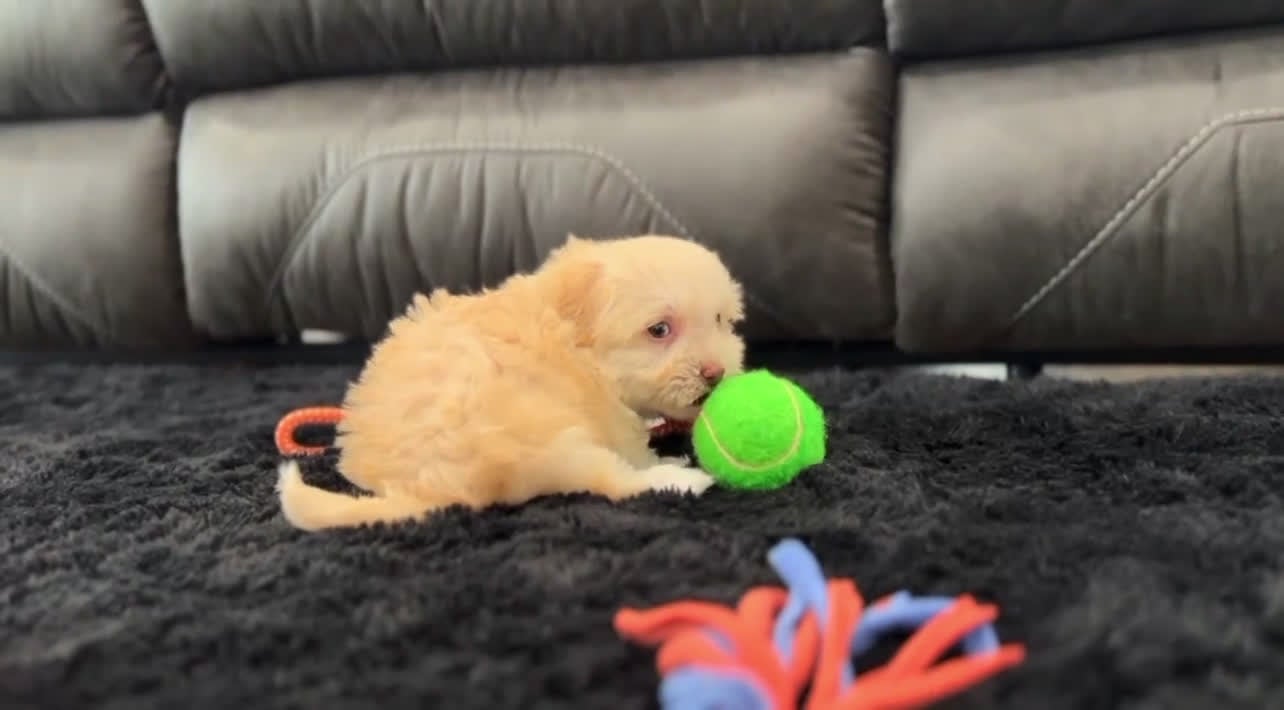 Havanese dogs for sale: Angel - Video 3