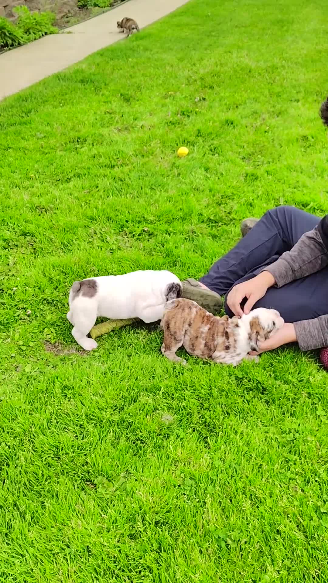 English Bulldog dogs for sale: Aspen  - Video 1