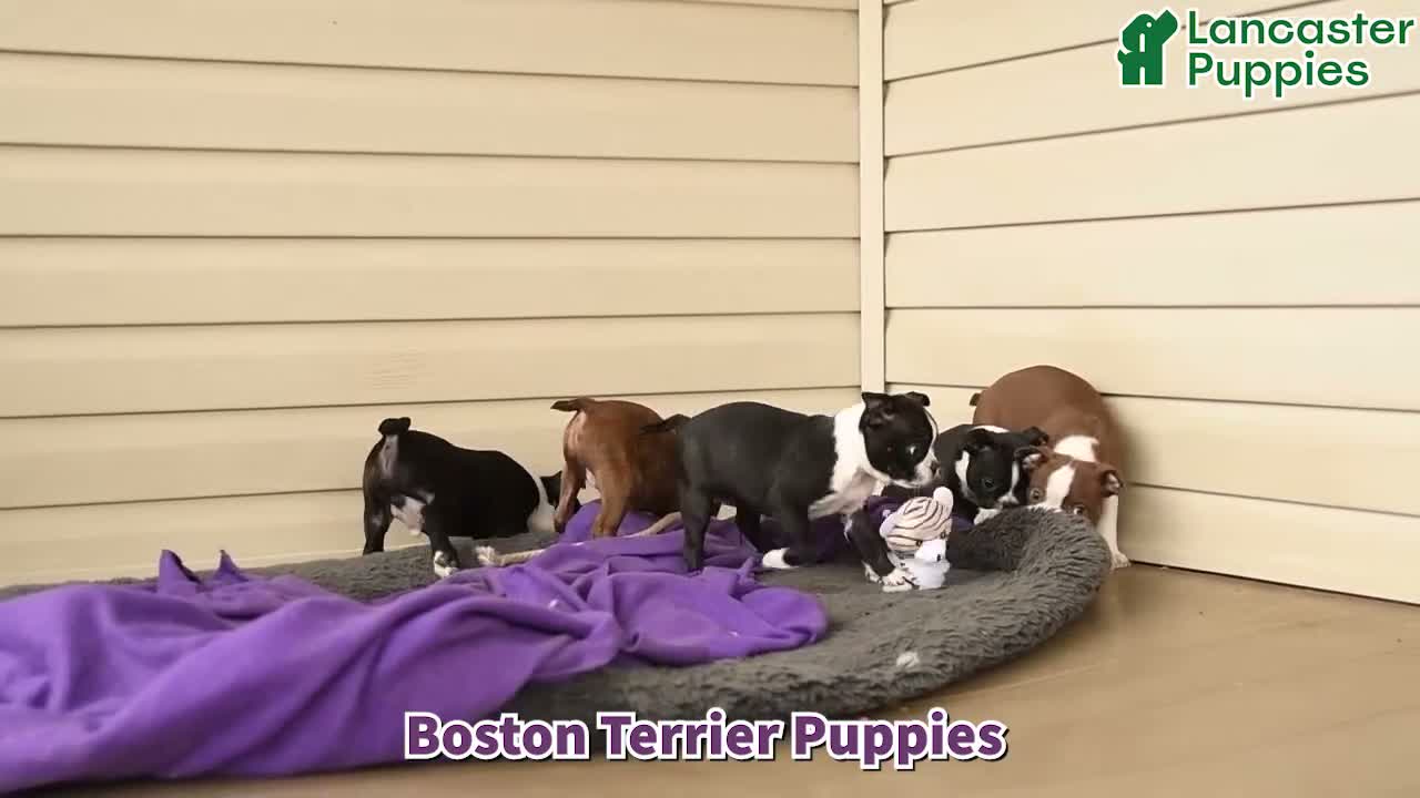 Boston Terrier dogs for sale: Benji - Video 1