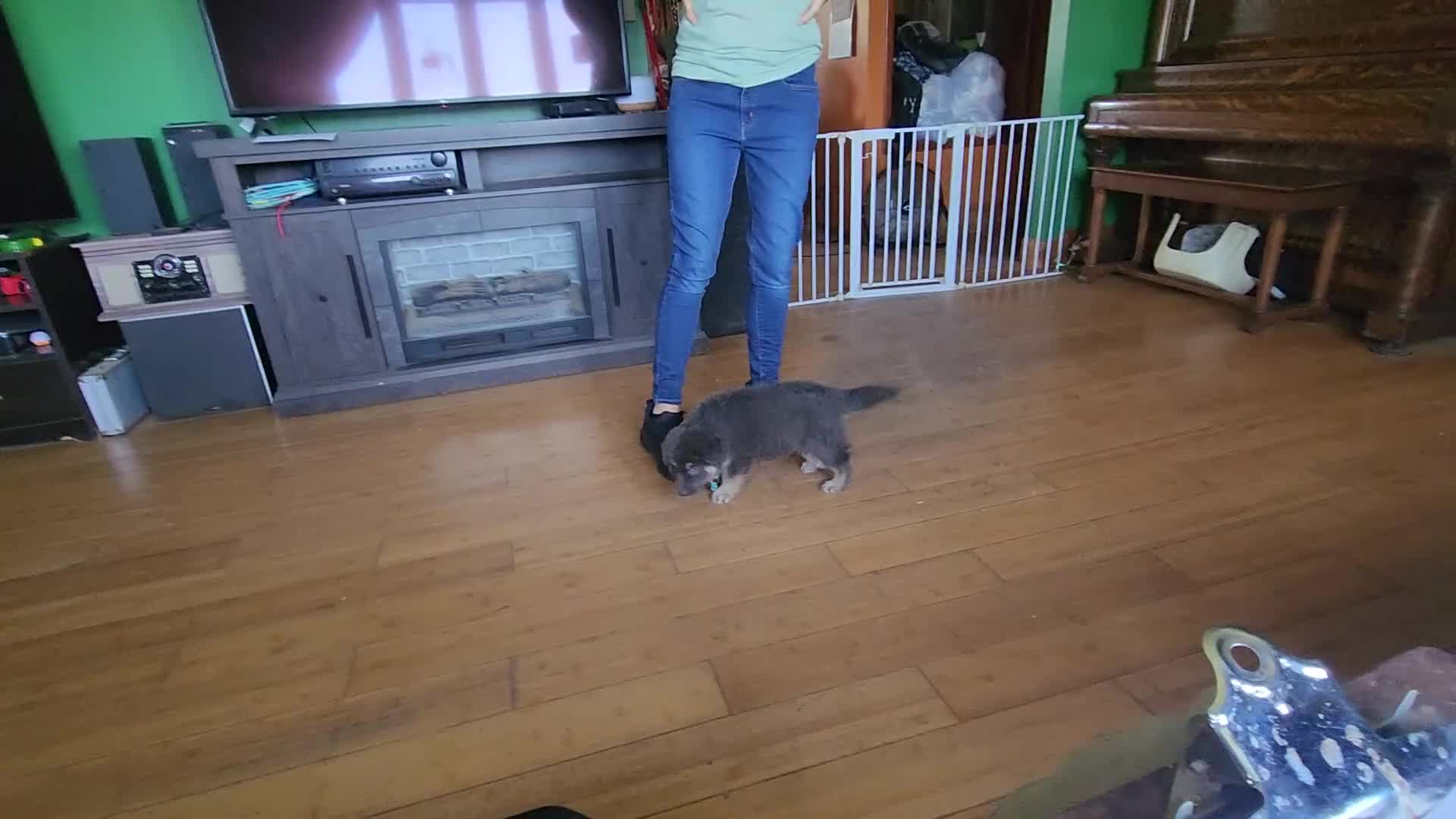 German Shepherd dogs for sale: Muffin - Video 1