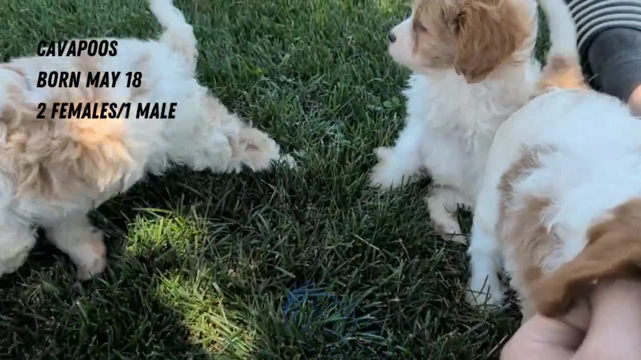 Cavapoo dogs for sale: Rayna - Video 2