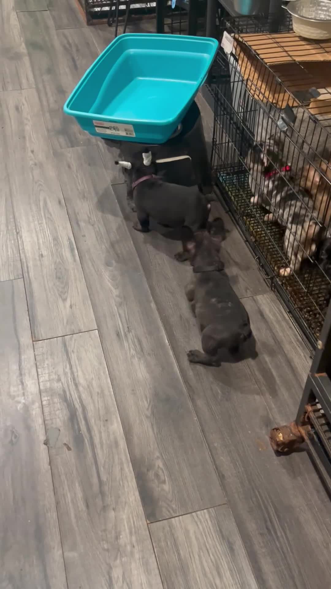 French Bulldog dogs for sale:  6 - Video 1