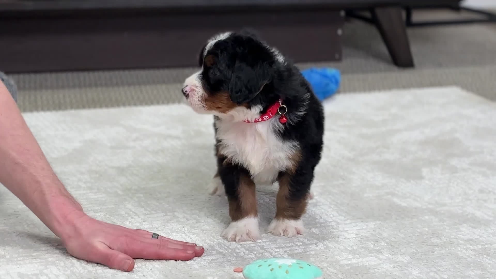Mini Bernedoodle dogs for sale: Sammy - Video 1